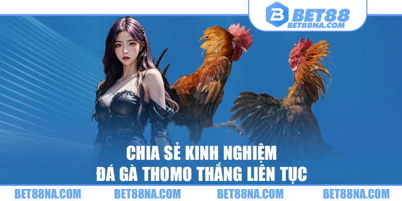 Chia sẻ kinh nghiệm đá gà Thomo thắng liên tục