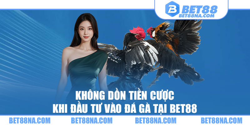 Không dồn tiền cược khi đầu tư vào Đá gà tại BET88