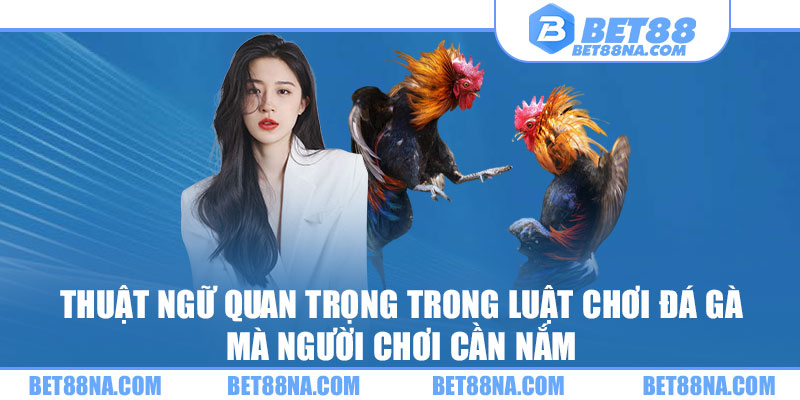 Thuật ngữ quan trọng trong luật chơi đá gà mà người chơi cần nắm